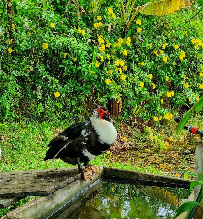 Pousada Areias Do Embau Guarda do Embaú Eksteriør bilde