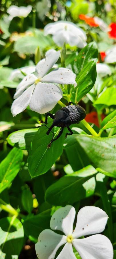 Pousada Areias Do Embau Guarda do Embaú Eksteriør bilde